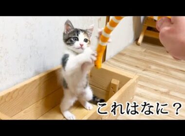 初めておもちゃを見た子猫の反応