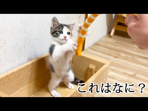 初めておもちゃを見た子猫の反応
