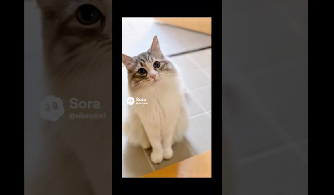 マメちゃんミケちゃんが、ターキッシュアンゴラを連れて帰って来た！