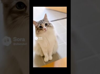 マメちゃんミケちゃんが、ターキッシュアンゴラを連れて帰って来た！