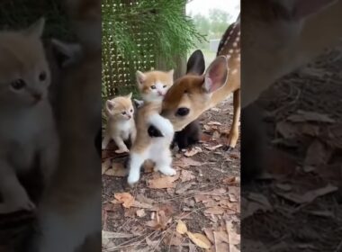 The Deer Froze When It Saw These Tiny Kittens…この子猫たちを見た瞬間、鹿が固まった…