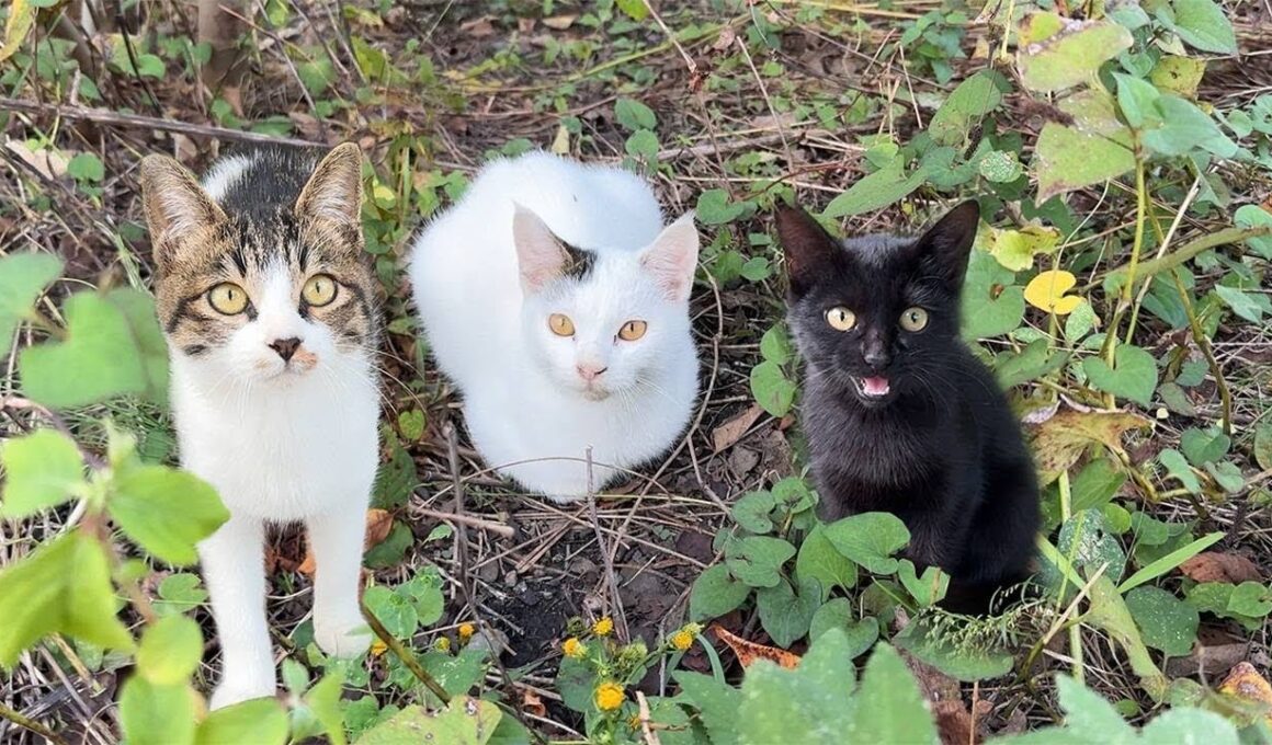 道を歩いてたらとんでもなく甘えんぼな子猫たちと遭遇してしまいました…