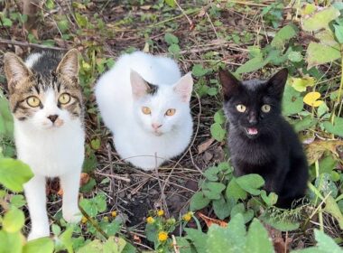 道を歩いてたらとんでもなく甘えんぼな子猫たちと遭遇してしまいました…