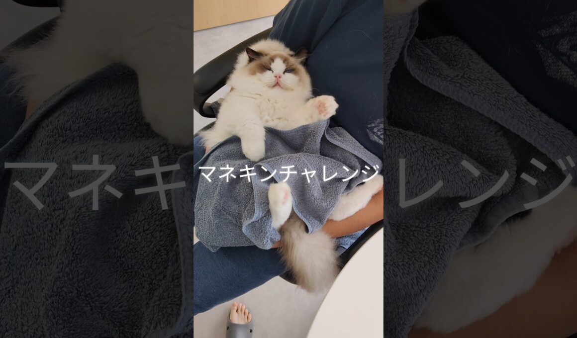 お留守番してもらう時は必ずメルを大満足させてから出掛けるようにしてるんだけど、2人とも静止してた🐱🧒🏻 #shorts #ラグドール #子猫 #猫のいる生活 #甘えん坊猫 #ぬいぐるみ猫