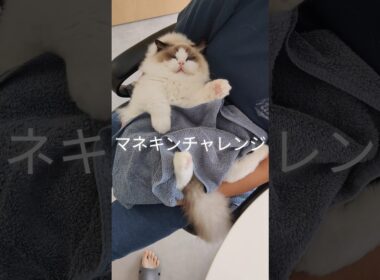 お留守番してもらう時は必ずメルを大満足させてから出掛けるようにしてるんだけど、2人とも静止してた🐱🧒🏻 #shorts #ラグドール #子猫 #猫のいる生活 #甘えん坊猫 #ぬいぐるみ猫