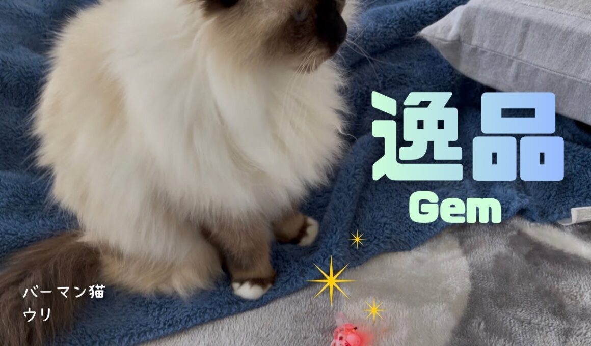 バーマン猫ウリ【逸品】Gem（バーマン猫）Birman/Cat