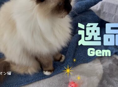 バーマン猫ウリ【逸品】Gem（バーマン猫）Birman/Cat