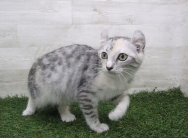 Coo&RIKU　No.00716575 アメリカンカール