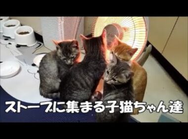 【生後92日目】ストーブの前に集まる子猫ちゃんたち