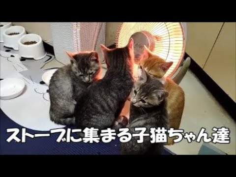 【生後92日目】ストーブの前に集まる子猫ちゃんたち