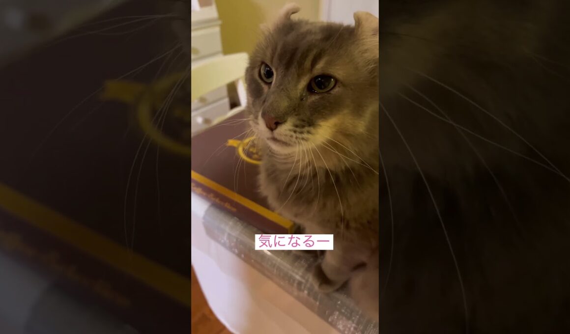 気になる気になる #ねこ動画 #アメリカンカール #shorts