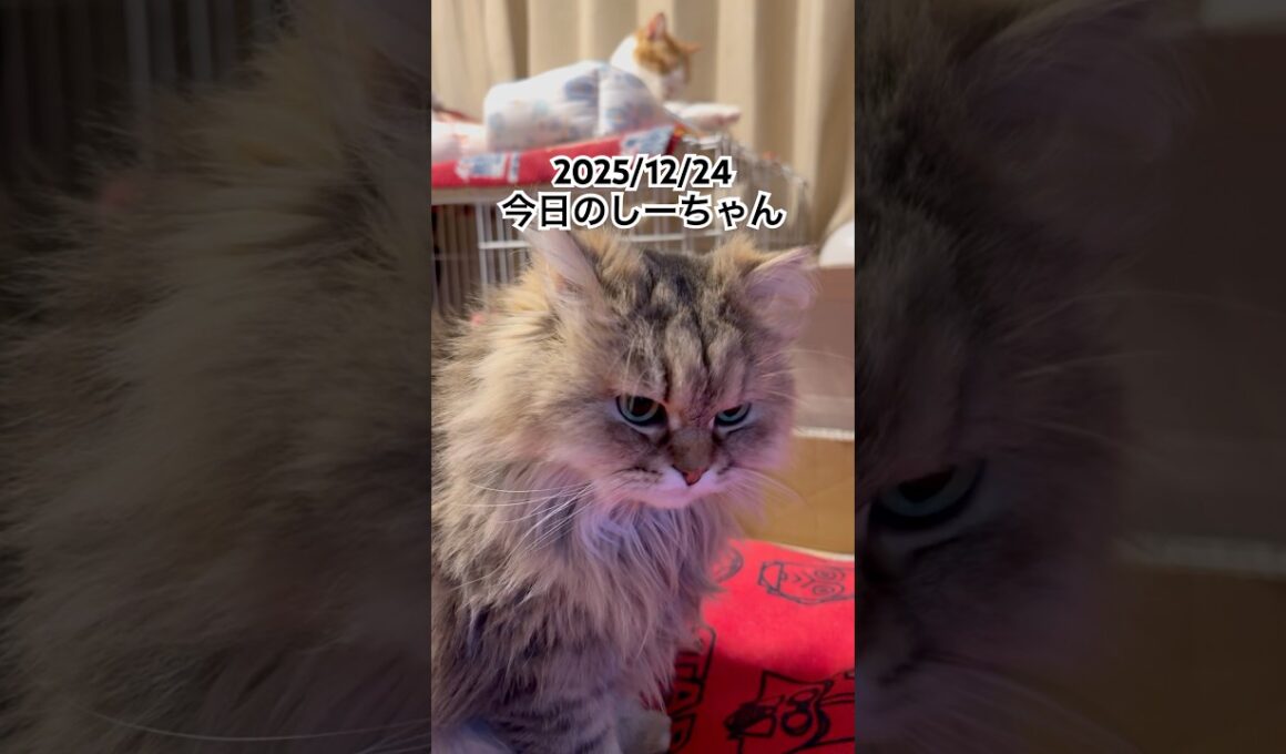 2025/12/24今日のしーちゃん #猫 #ペルシャ #シエル #cat #猫のいる暮らし