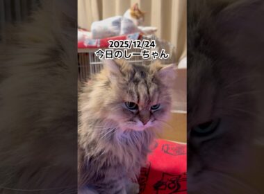 2025/12/24今日のしーちゃん #猫 #ペルシャ #シエル #cat #猫のいる暮らし