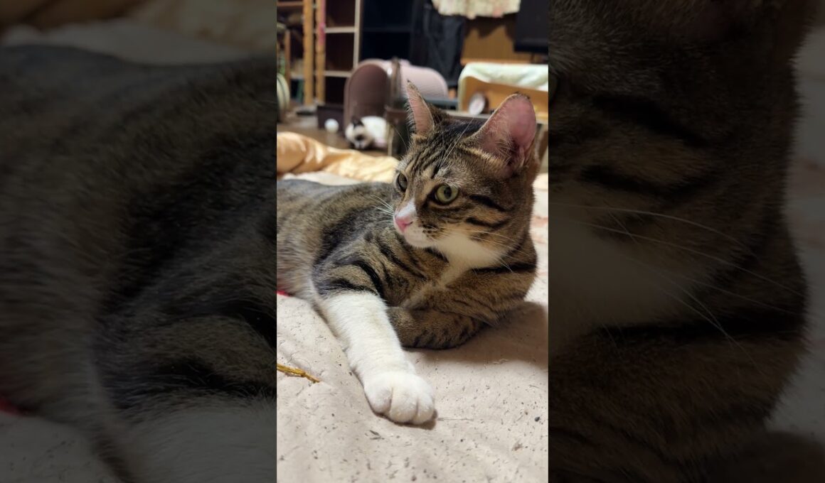 シャムの子ねこパンダ、ケージに寝てるけど、首、痛くない。キジシロのルル「痛くないと思うよ」