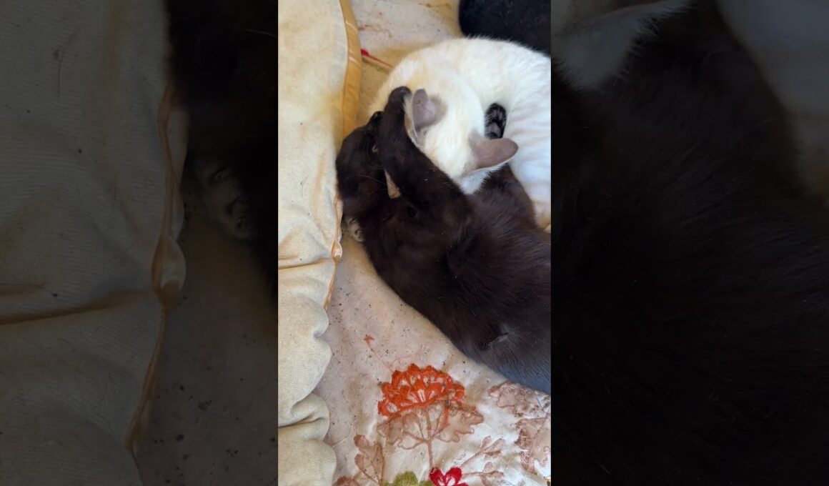 シャムの子ネコ雫。黒猫の黒夢が、頭に手を乗っけたので、首に、カプ。黒夢「やられた」