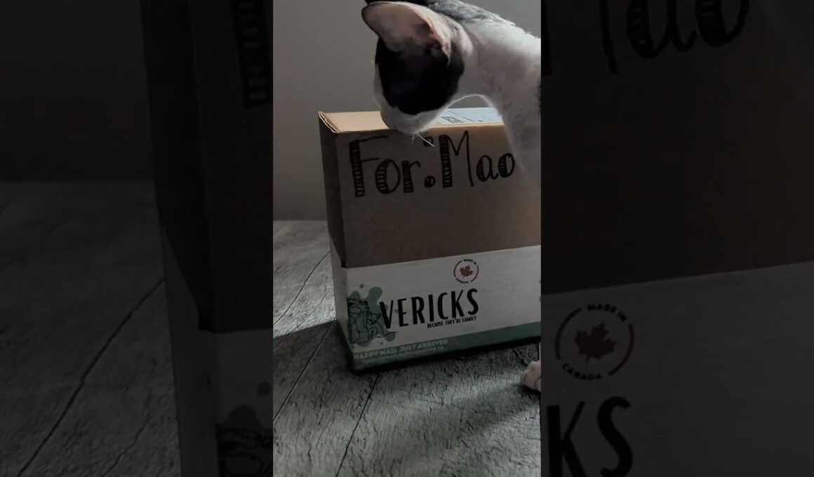 Mao Mao Cornish Rex Kitten Gets Her First Present, She Only Wanted The Box  #kitten #cat #cornishrex