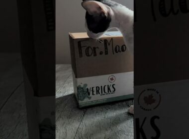 Mao Mao Cornish Rex Kitten Gets Her First Present, She Only Wanted The Box  #kitten #cat #cornishrex