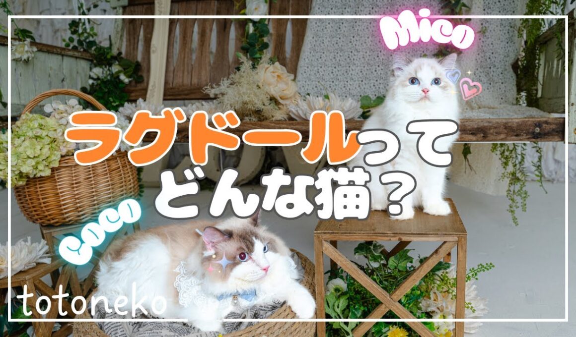 ラグドールってどんな猫？実際に2年育てて分かったことを話します！