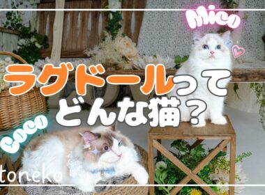ラグドールってどんな猫？実際に2年育てて分かったことを話します！