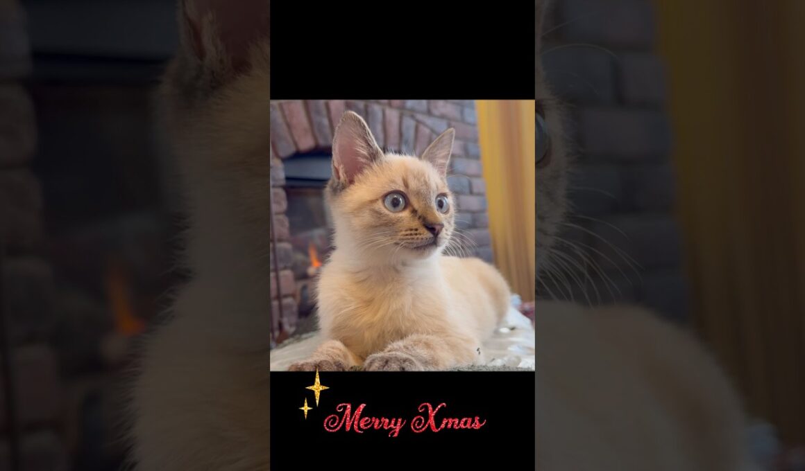 もふもふの子猫のクリスマス🎄#ネコ #子ネコ #ねこ部