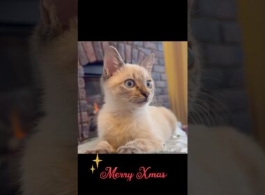 もふもふの子猫のクリスマス🎄#ネコ #子ネコ #ねこ部