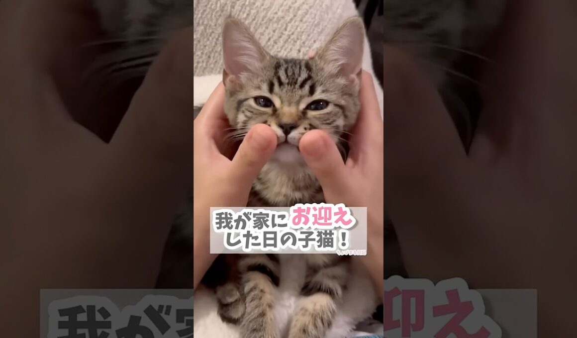 子猫を我が家にお迎えした日。 #cat #kitten