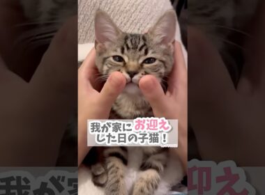 子猫を我が家にお迎えした日。 #cat #kitten