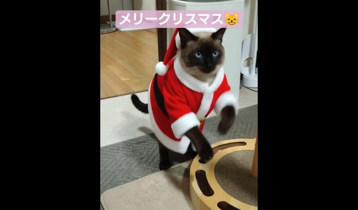 メリクリちょこさん😺 #シャム猫 #たぬき猫 #ai生成動画