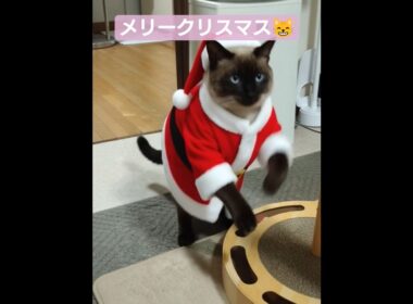 メリクリちょこさん😺 #シャム猫 #たぬき猫 #ai生成動画