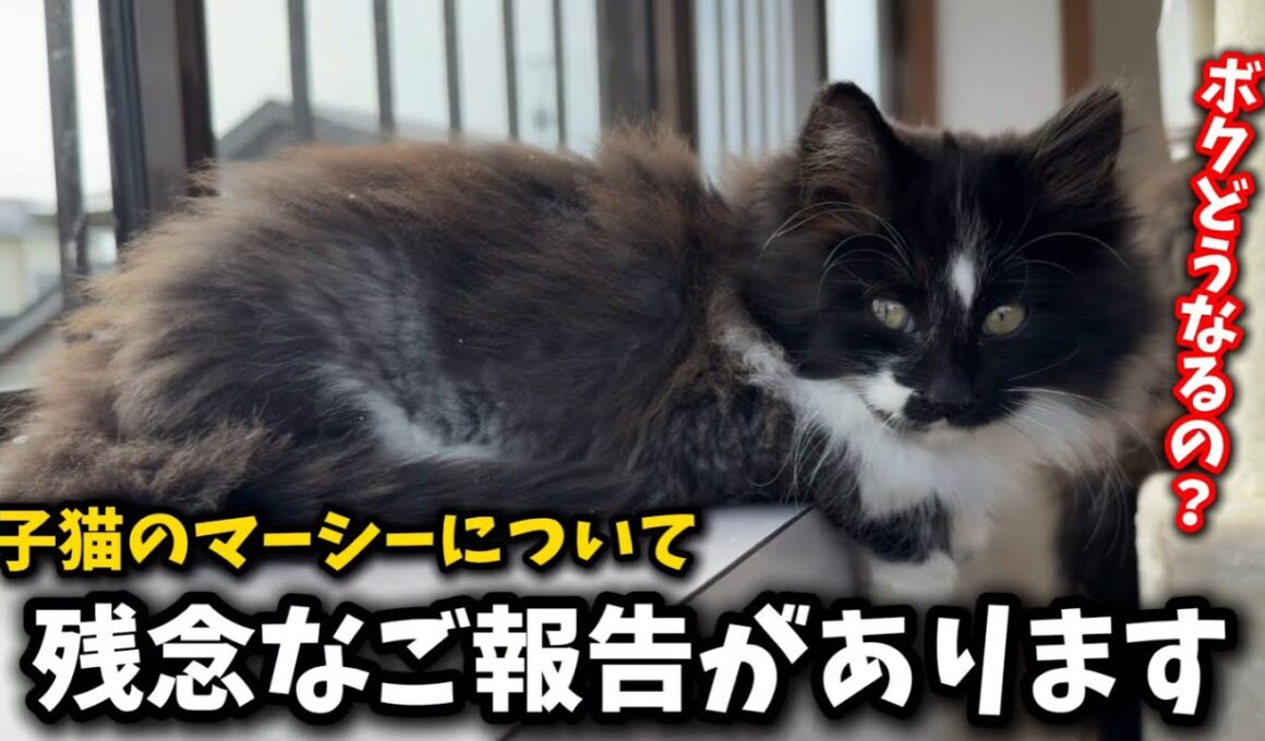 ごめんなさい！子猫に可哀想な思いをさせてしまいました