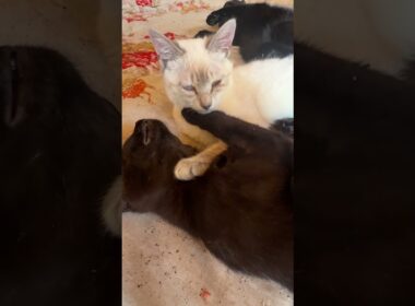 オセロ。黒猫に挟まれるシャムの子ネコ雫「黒にならないけどね」
