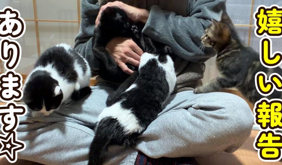 旅立った子猫について嬉しい報告があります☆