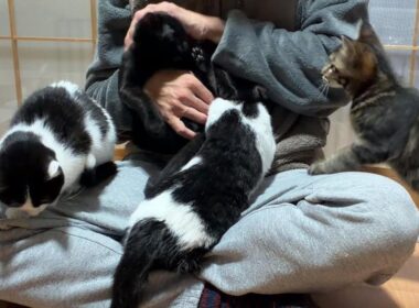 旅立った子猫について嬉しい報告があります☆