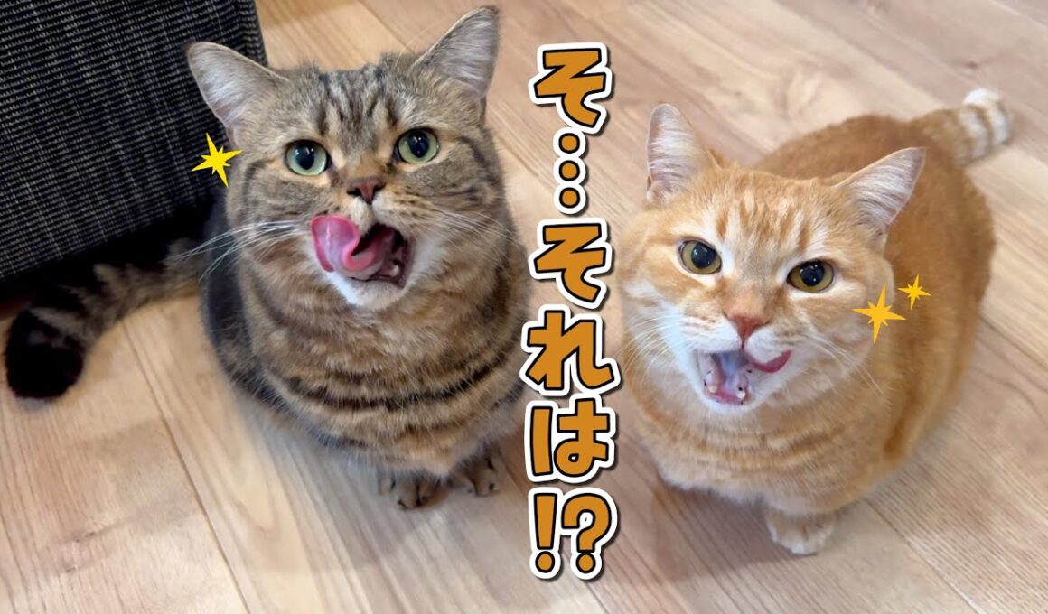 こっそりおやつを出そうとしただけで目を輝かせる食いしん兄弟猫が可愛すぎる！