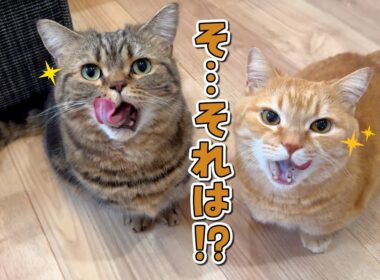 こっそりおやつを出そうとしただけで目を輝かせる食いしん兄弟猫が可愛すぎる！
