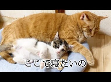 兄猫と一緒に寝たい子猫