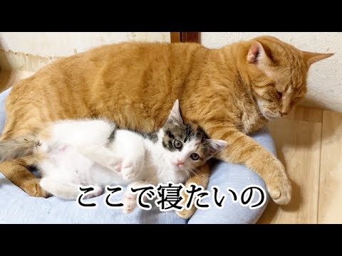 兄猫と一緒に寝たい子猫