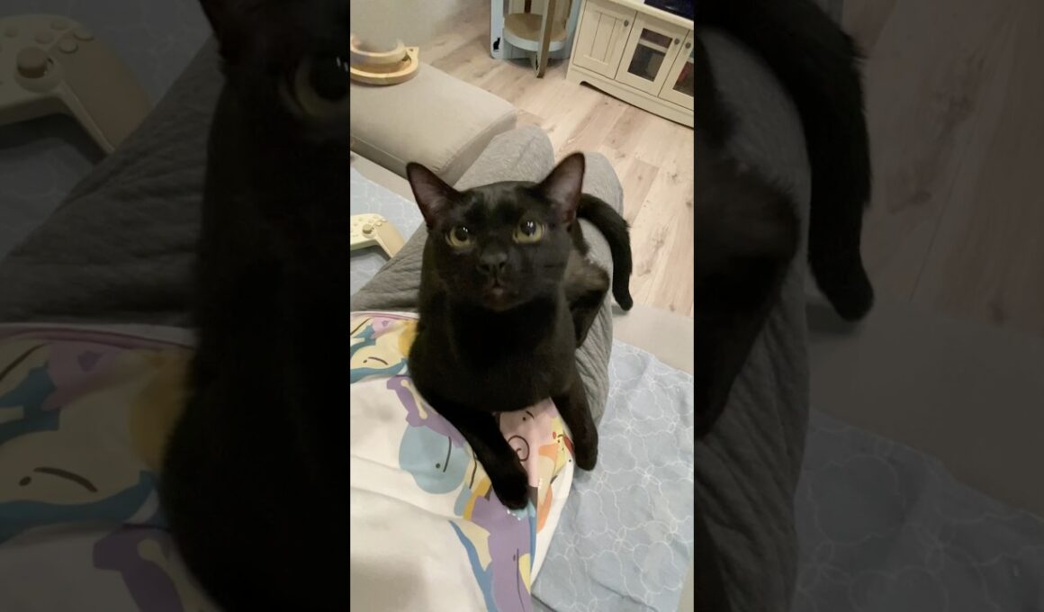 お膝でじゃれる黒猫ボンベイ　#子猫 #ねこ #猫のいる暮らし #猫 #ねこのいる生活 #ねこのいる生活 #ねこ動画 #かわいい #cat #癒やし #甘えん坊