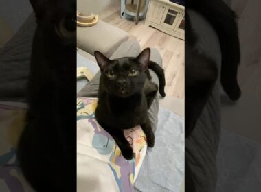 お膝でじゃれる黒猫ボンベイ　#子猫 #ねこ #猫のいる暮らし #猫 #ねこのいる生活 #ねこのいる生活 #ねこ動画 #かわいい #cat #癒やし #甘えん坊