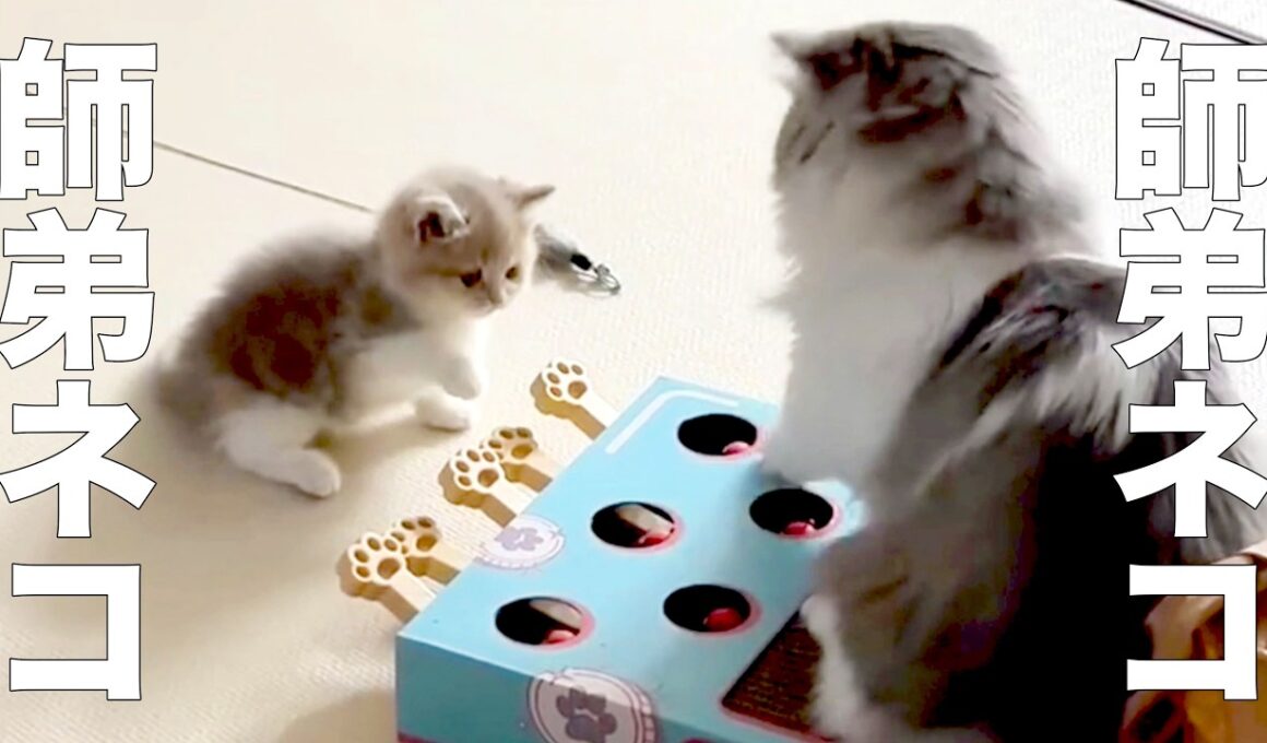 危険が危ない、師匠ネコ＆弟子ネコ【アフレコ】