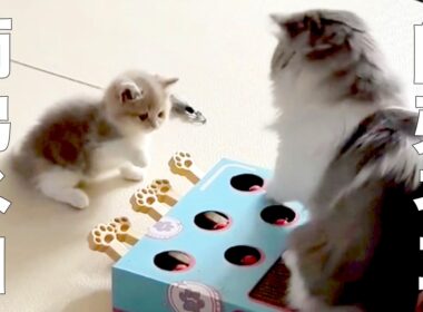 危険が危ない、師匠ネコ＆弟子ネコ【アフレコ】