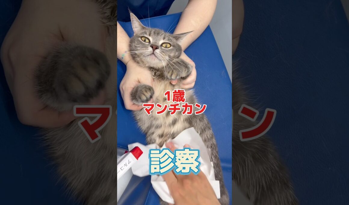 4回も吐いてぐったりしてる1歳マンチカンが動物病院にやって来た！