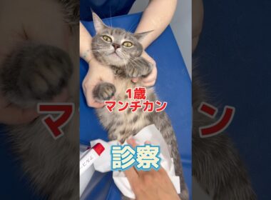 4回も吐いてぐったりしてる1歳マンチカンが動物病院にやって来た！