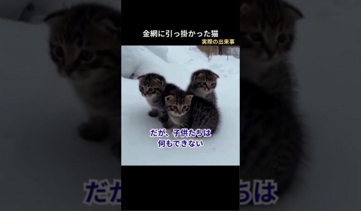 猫を助けたらクリスマスの夜に子猫を連れてやってきた #猫動画  #猫の恩返し