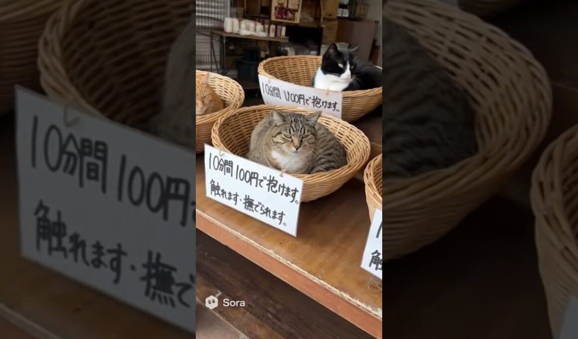 10分間で100円の猫。安すぎる癒し。