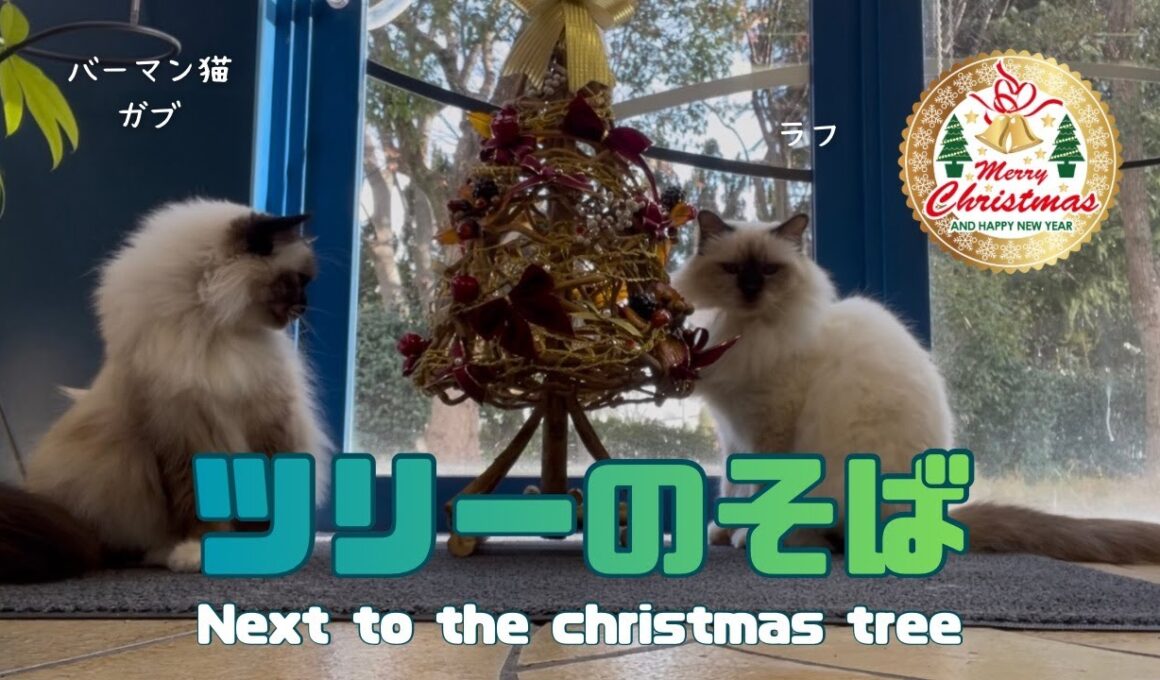 バーマン猫ガブとラフ【ツリーのそば】Next to the christmas tree（バーマン猫）Birman/Cat