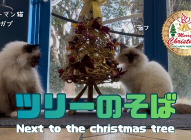 バーマン猫ガブとラフ【ツリーのそば】Next to the christmas tree（バーマン猫）Birman/Cat