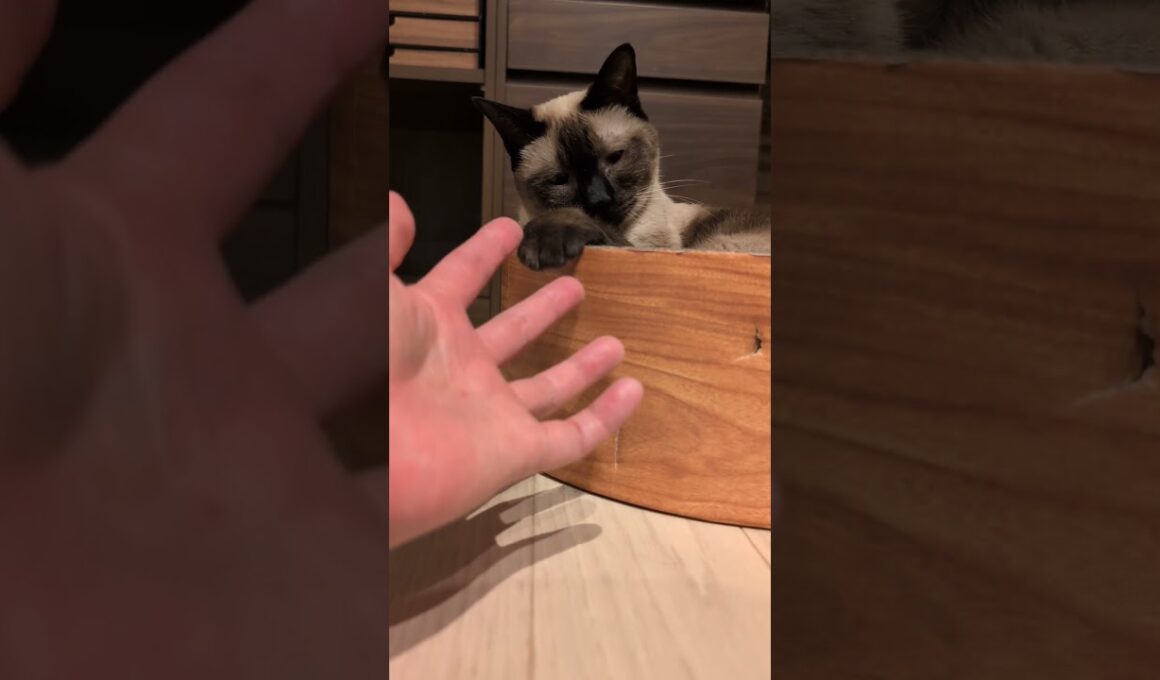 シャム猫と手遊び😺 - Cats and my hands - #shorts #cat