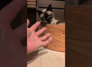 シャム猫と手遊び😺 - Cats and my hands - #shorts #cat