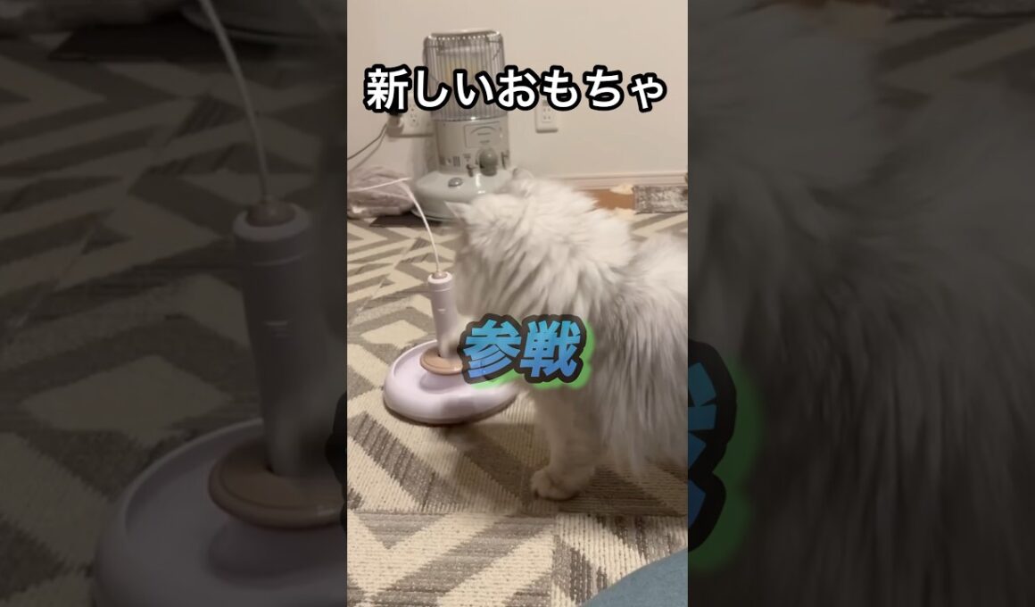 vs.自動猫じゃらし　勝者は…？　　#ペルシャ#チンチラ#猫#ねこ #猫のいる暮らし #癒し #いやし#cat  #ふわふわ #野良猫 #キジトラ #プロセカ #ブルーアーカイブ